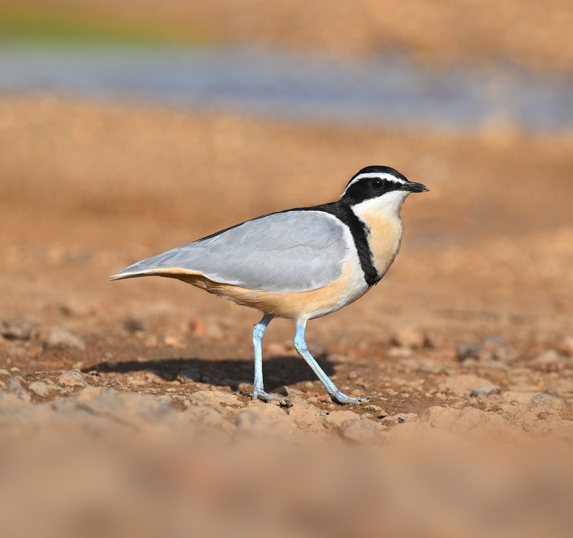 Donation to the African Bird Club’s Conservation Fund