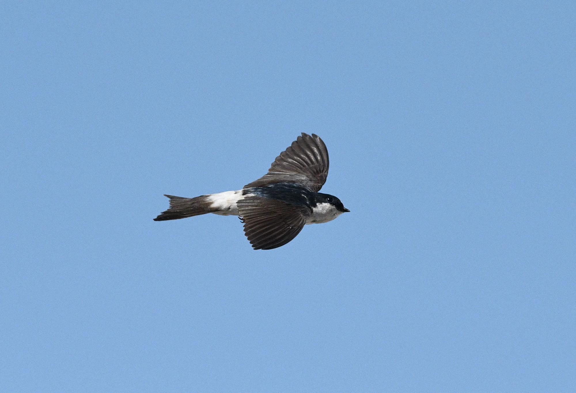 Helping Hampshire’s House Martins