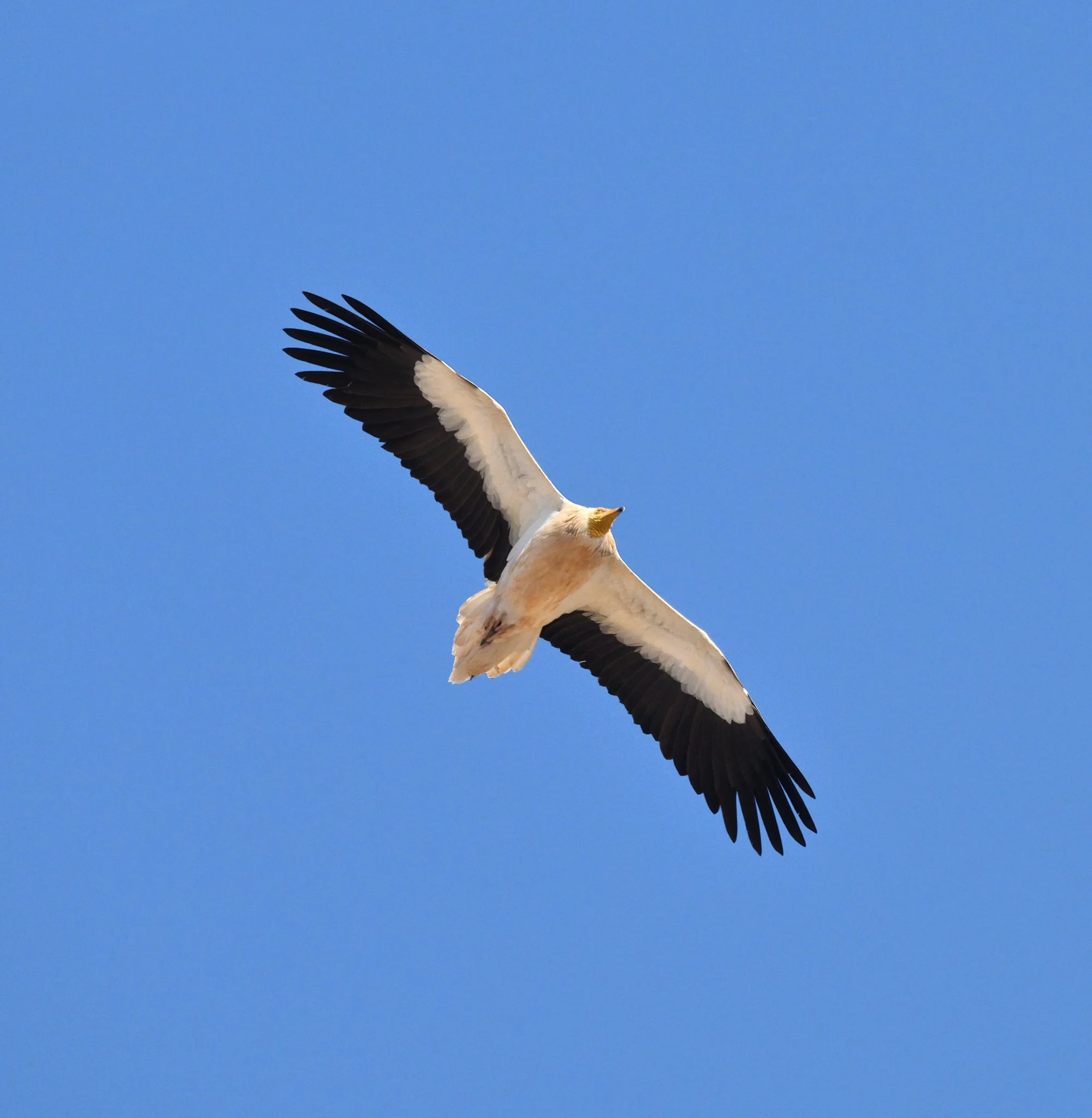 Further research funding for the Hawk Conservancy Trust's Egyptian Vulture Asia project