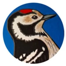 Lesser Spotted Woodpecker Project in Gloucestershire and Avon - March 2026 Update