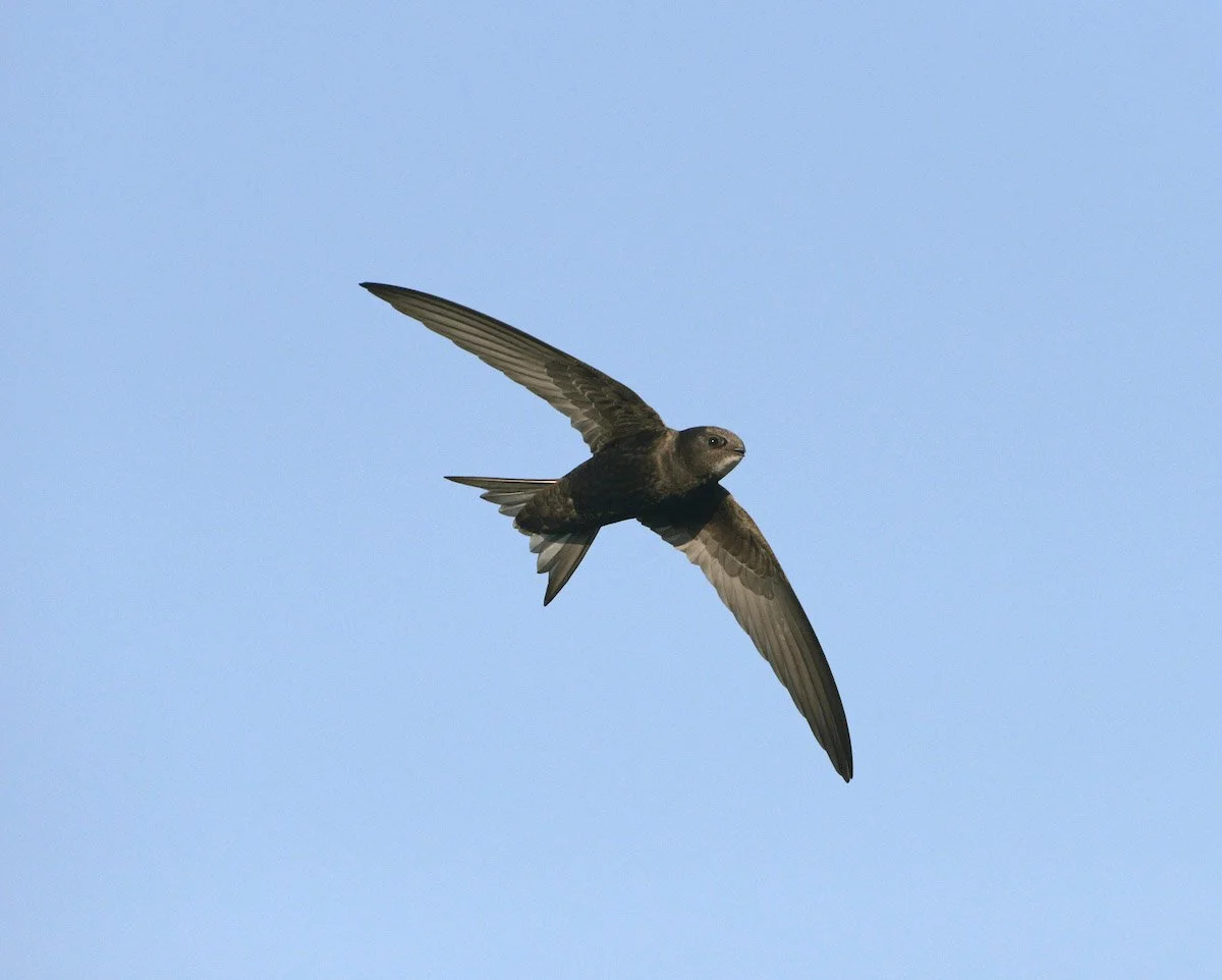 Quarndon Swift Group - 2025 update