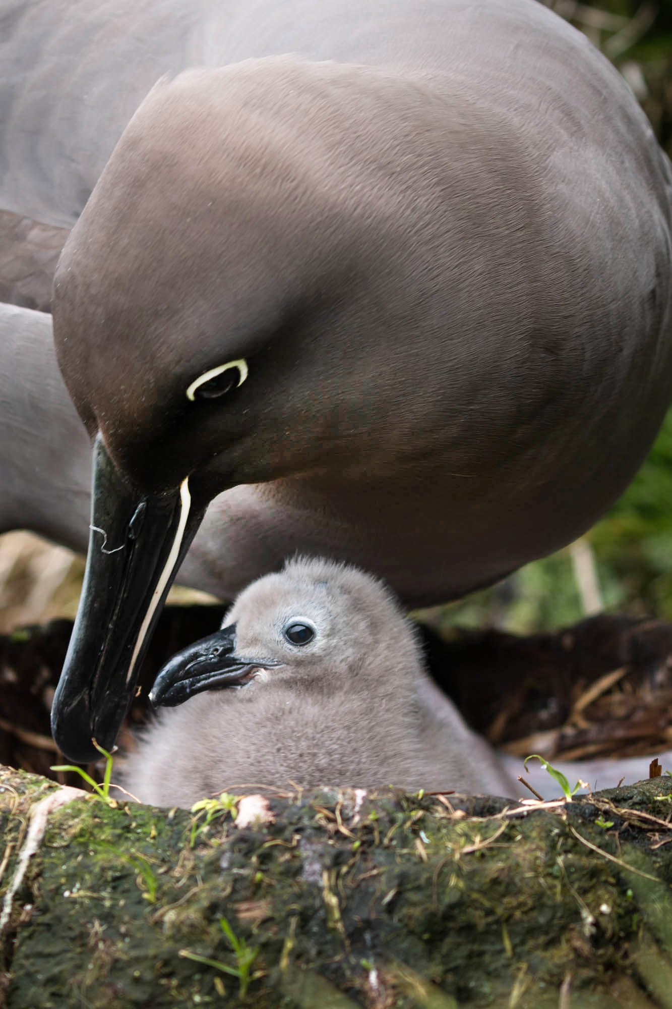 Mouse-Free Marion - a project that will save seabirds by eradicating ...