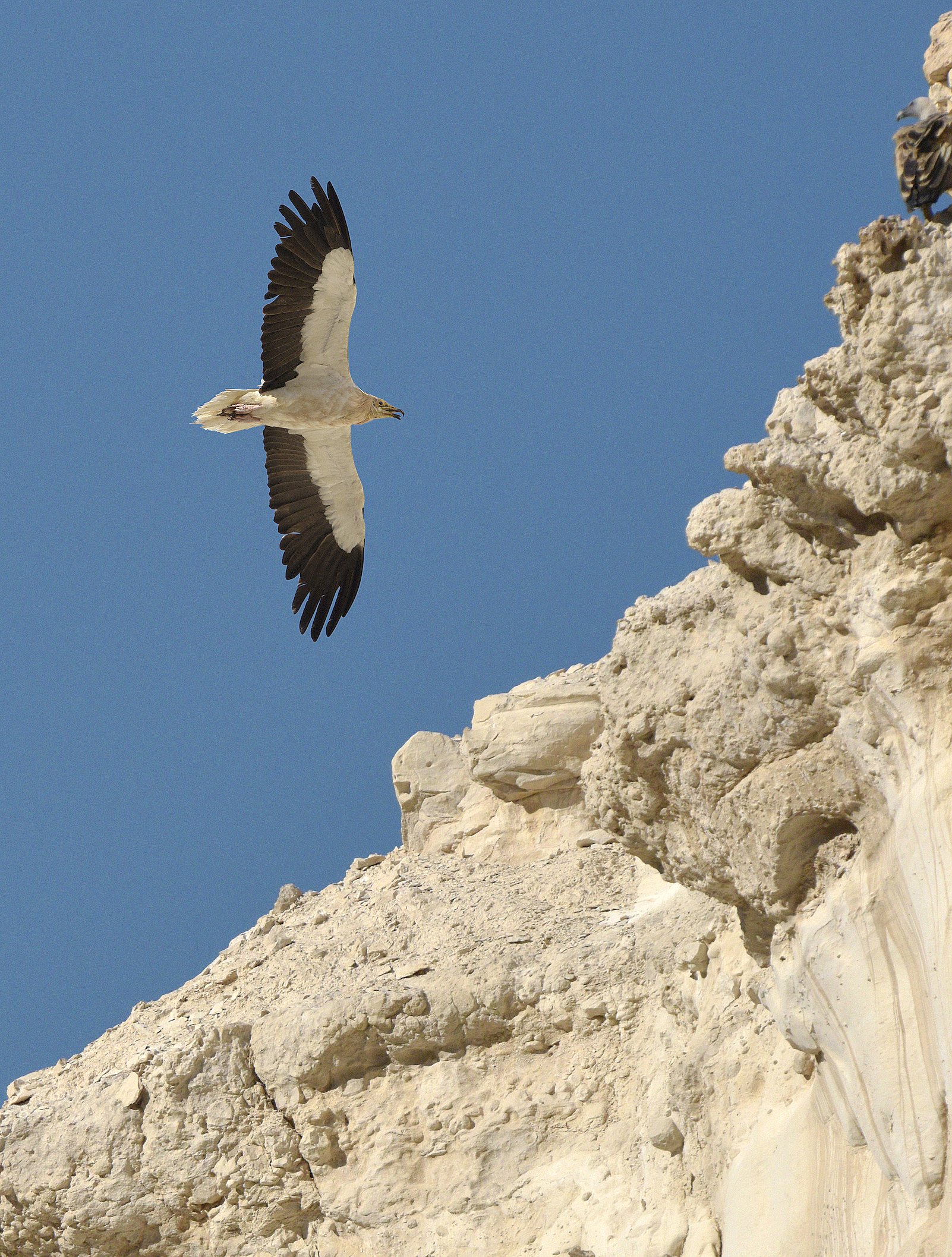 Conservation of Egyptian Vultures in Asia - a collaboration with the ...