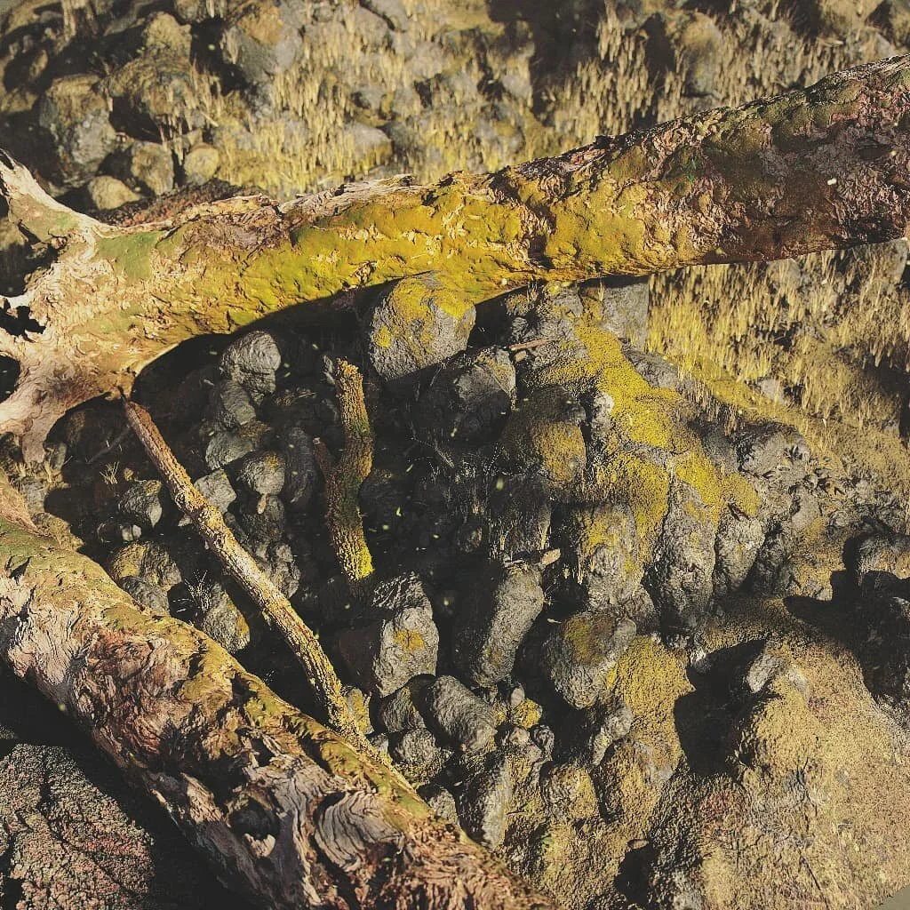 Maya megascan livelink testing, turned out to be not as fun or powerful as the Houdini version. Still a hugely improved workflow though!
#maya #redshift #megascans #quixel #3D #cgi #abstract #abstractart #instaart #instagood #oddlysatisfying #nature 