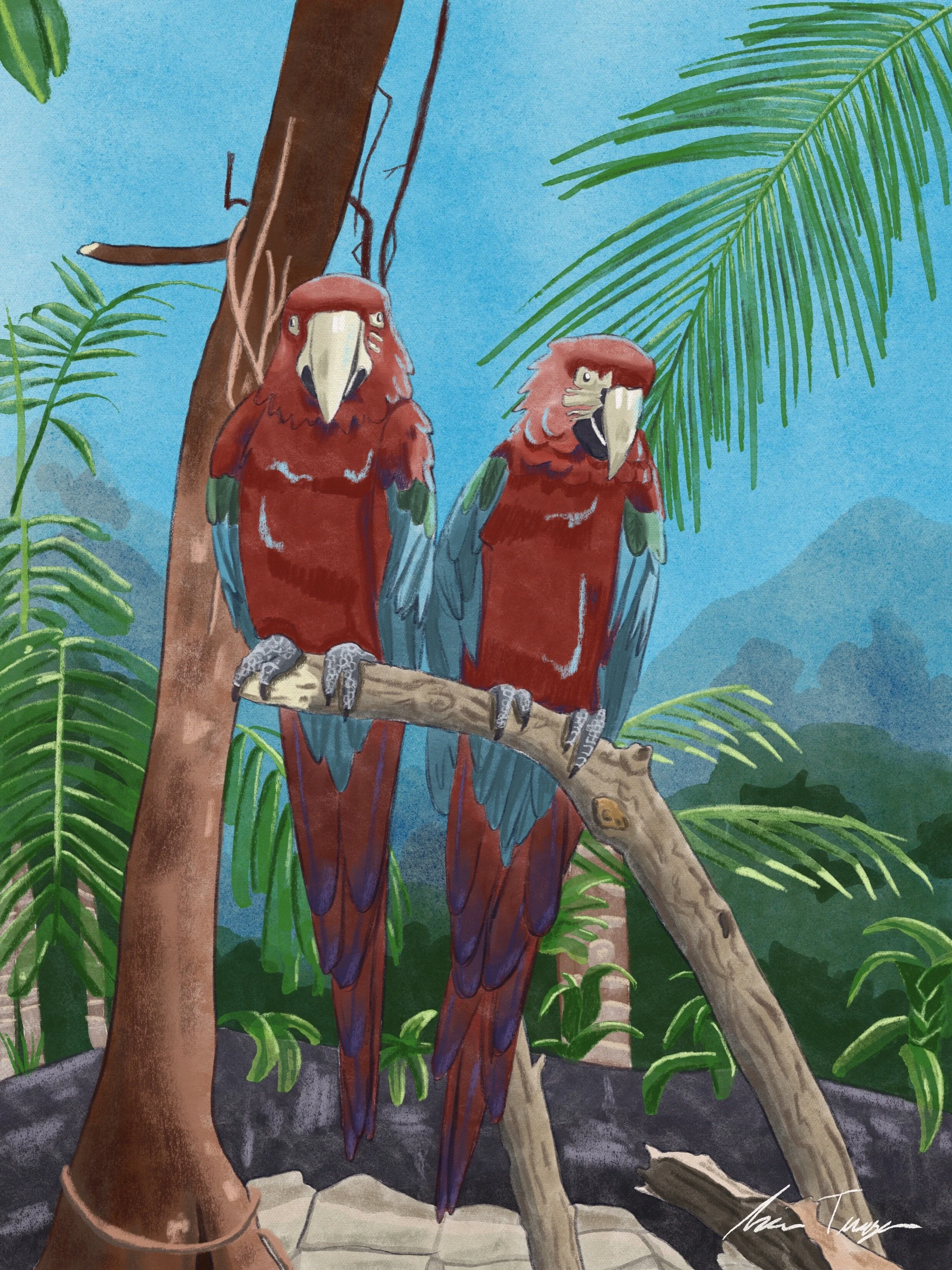 Macaws-2.JPG
