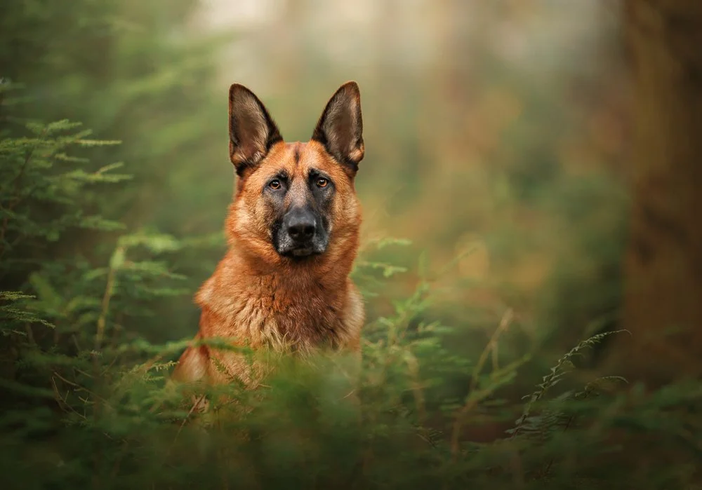 Outdoor portrait of a German Shepherd in Fareham, Hampshire, highlighting their character and energy, by Clara Allansson Photography.