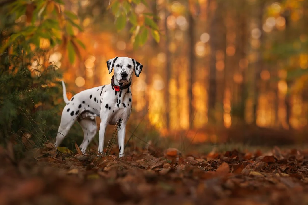 Elegant outdoor portrait of a Dalmatian in Chichester, West Sussex, capturing authentic moments and character with Clara Allansson Photography.
