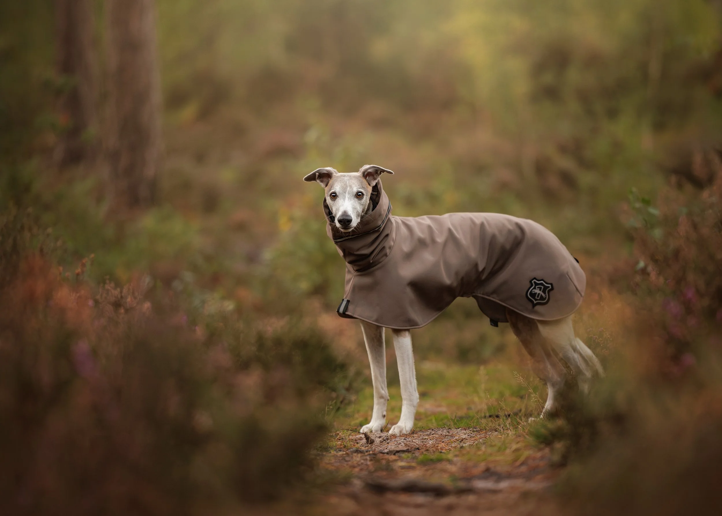 Whippet wearing a brown coat on a walk in Chichester, West Sussex.