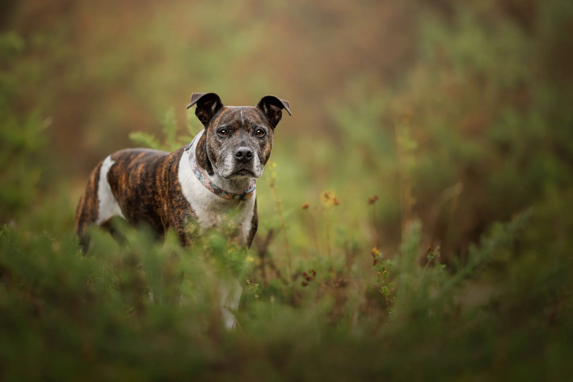 Outdoor portrait of a Staffordshire bull terrer in Bordon, Hampshire, highlighting their character and energy, by Clara Allansson Photography.