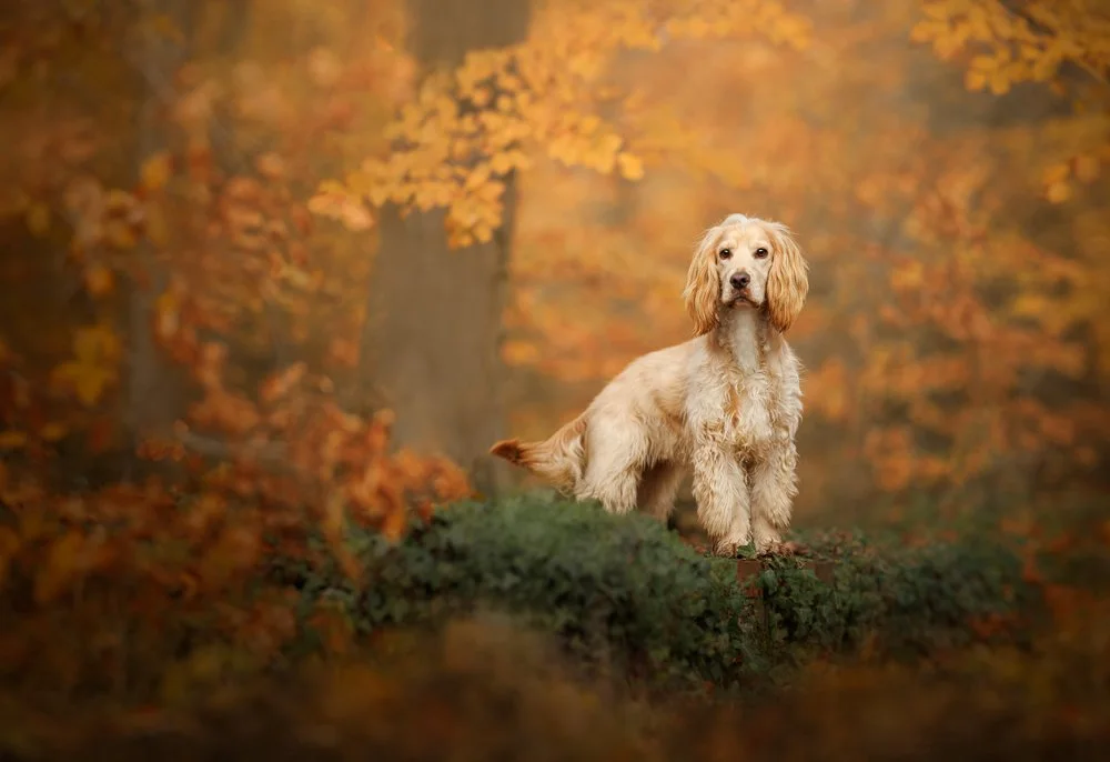 Cocker spaniel enjoying a woodland photography session in Denmead, Hampshire, captured with natural light and attention to detail by Clara Allansson Photography.