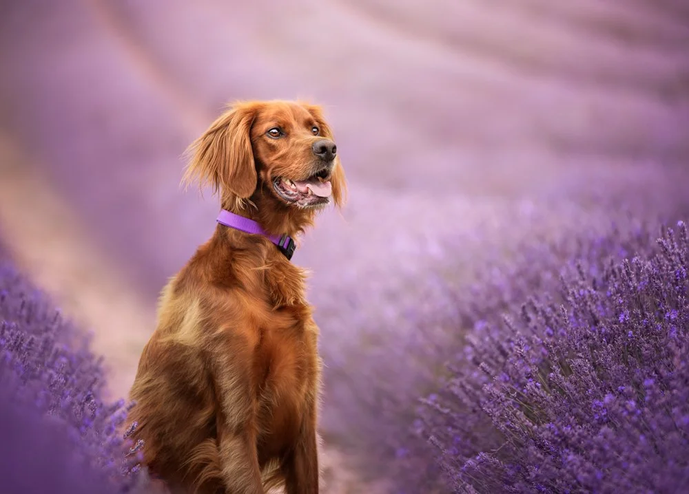 Red setter in Lavender field in Chichester, West Sussex