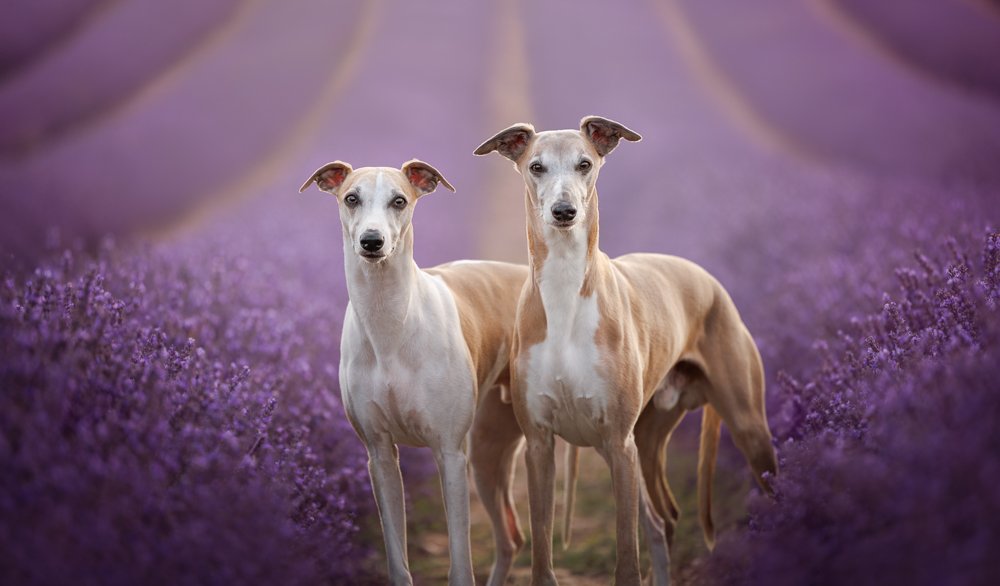 Hampshire_Dog_Photographer_Lavender_Photoshoot-5.jpg