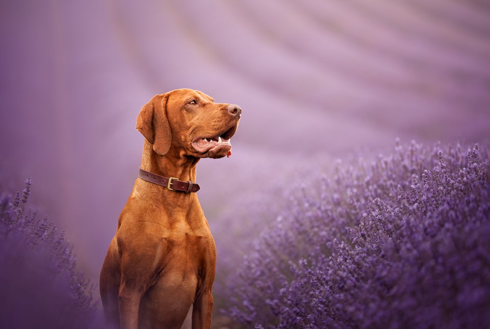 Hampshire_Dog_Photographer_Lavender_Photoshoot-4.jpg