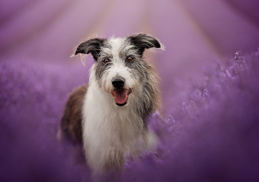 Hampshire_Dog_Photographer_Lavender_Photoshoot-3.jpg