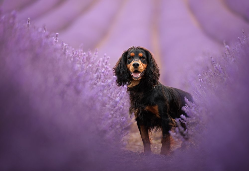 Hampshire_Dog_Photographer_Lavender_Photoshoot.jpg