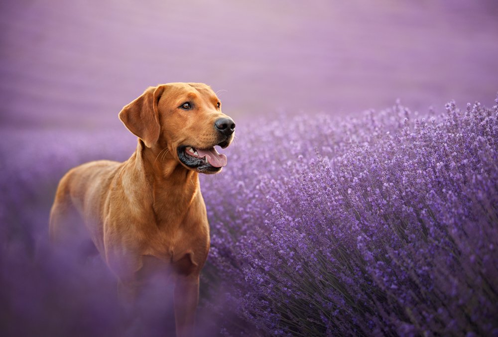Hampshire_Dog_Photographer_Lavender_Photoshoot-2.jpg