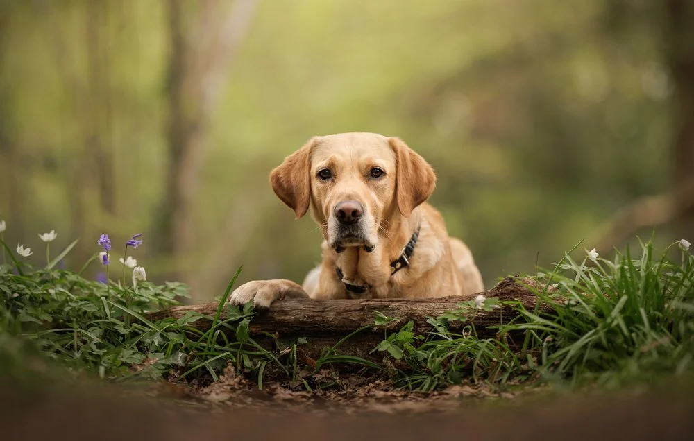 Archie the Labrador in the Bluebells near Wickham, Hampshire