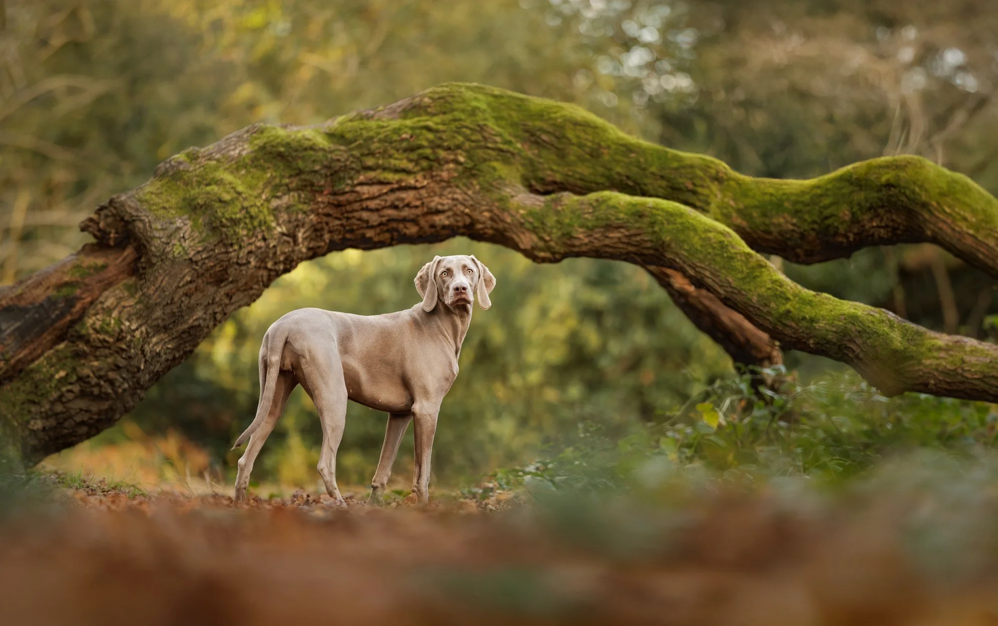 Luna the Weimaraner – Autumn Dog Photography in Netley, Hampshire
