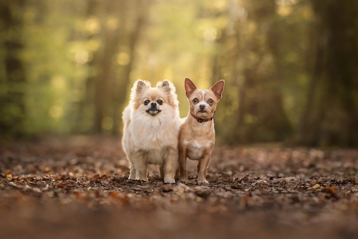 Peanut & Hazelnut – Photography Session in Alton, Hampshire
