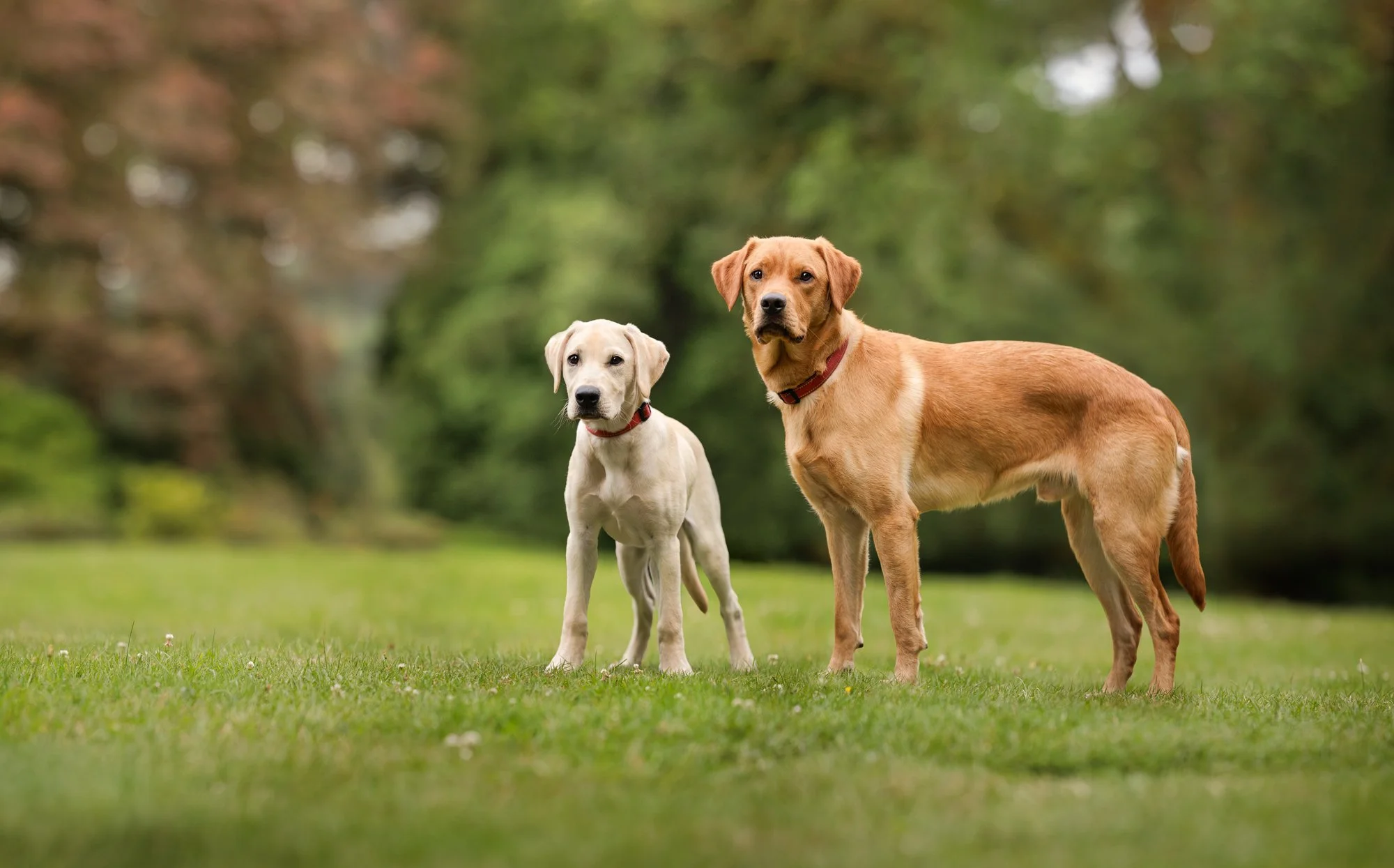 A Photography Session with Errol the Police Puppy in Haslemere, Surrey
