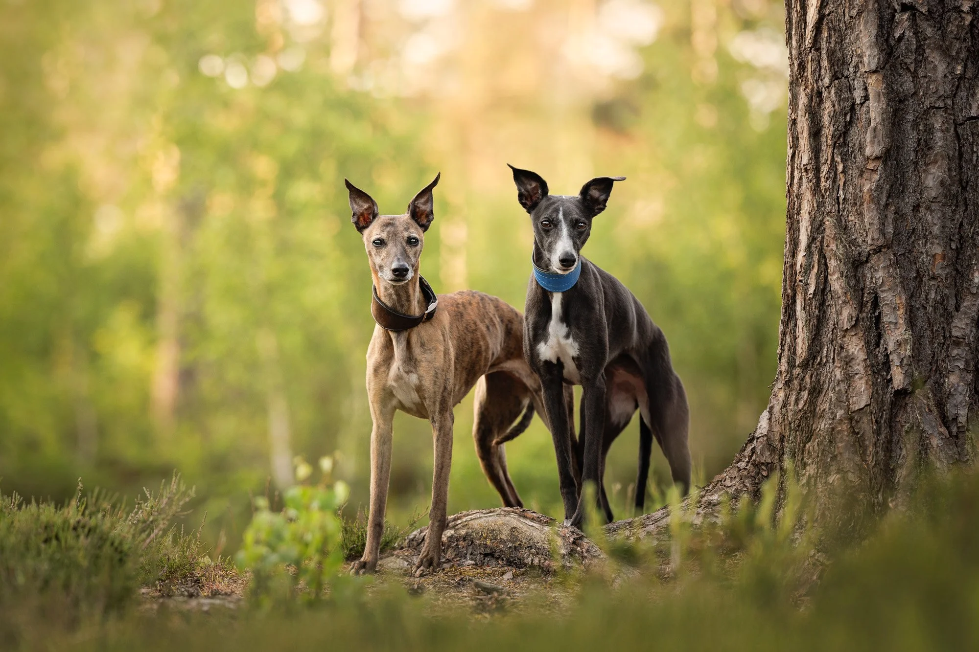 Phoenix and Belle the Whippets - Photography Session Near Chichester, West Sussex