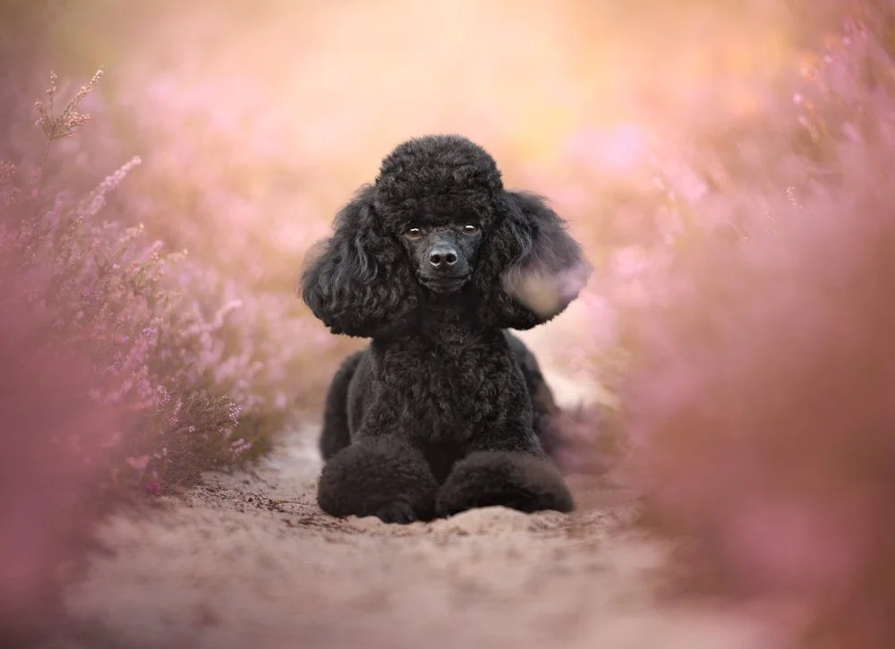 Miniature poodle Shadow in heather, Midhurst, West Sussex