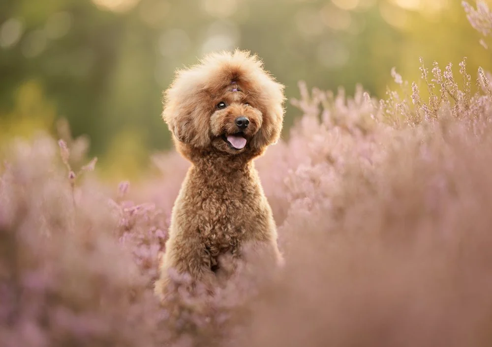 Miniature poodle Scarlett in the heather, Midhurst, West Sussex