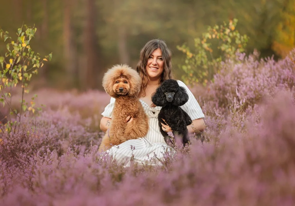 Two miniature poodles with their owner in heather during a West Sussex dog photography session
