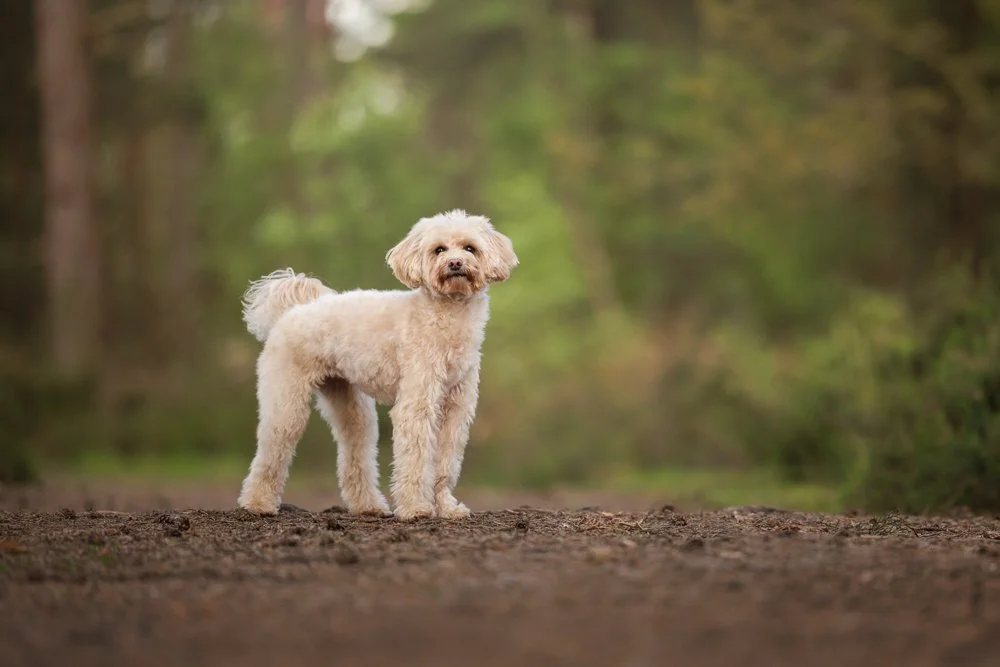 Luna the cockapoo during her photography session in Midhurst