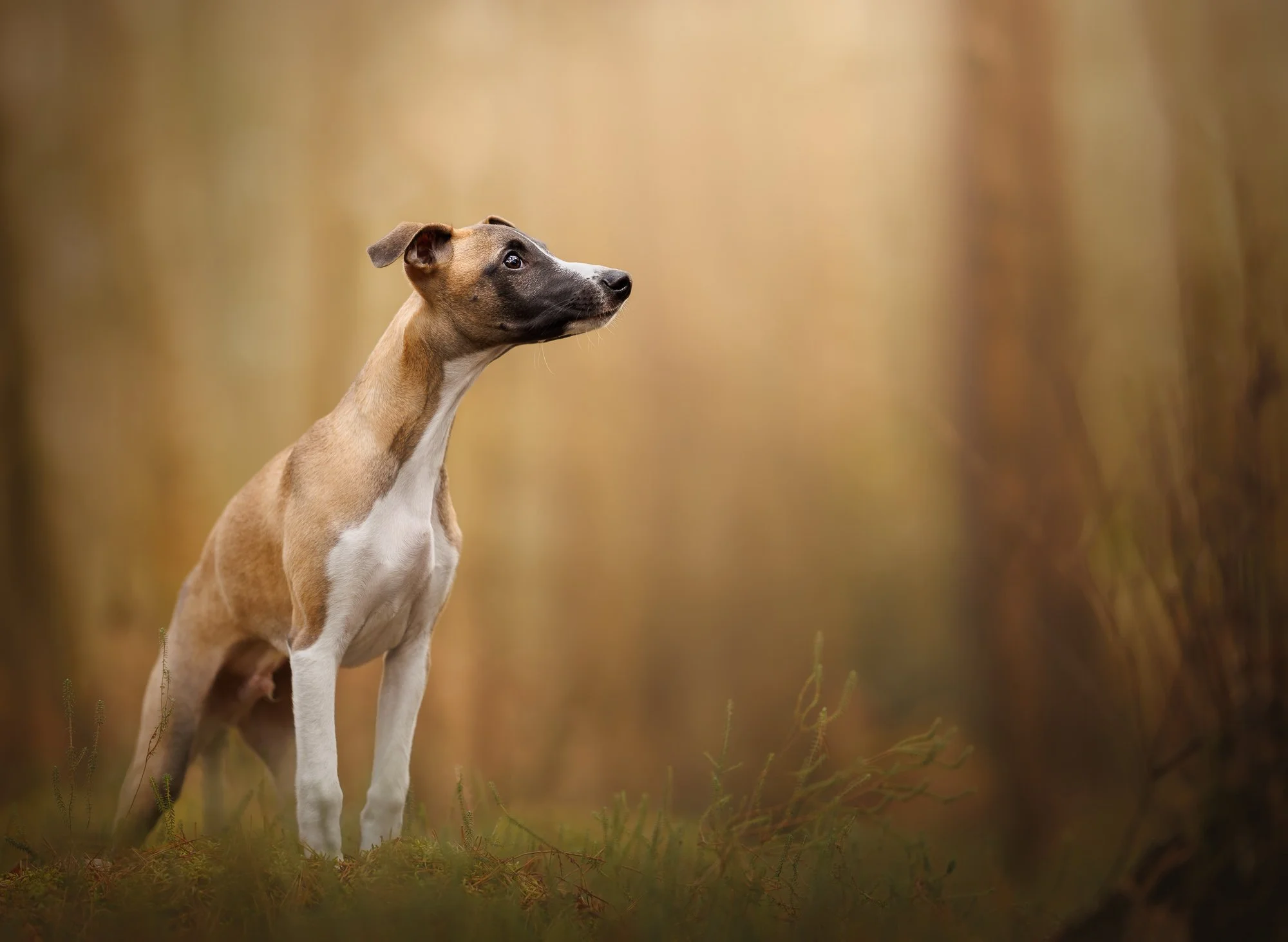 Whippet Puppy in Chichester West Sussex