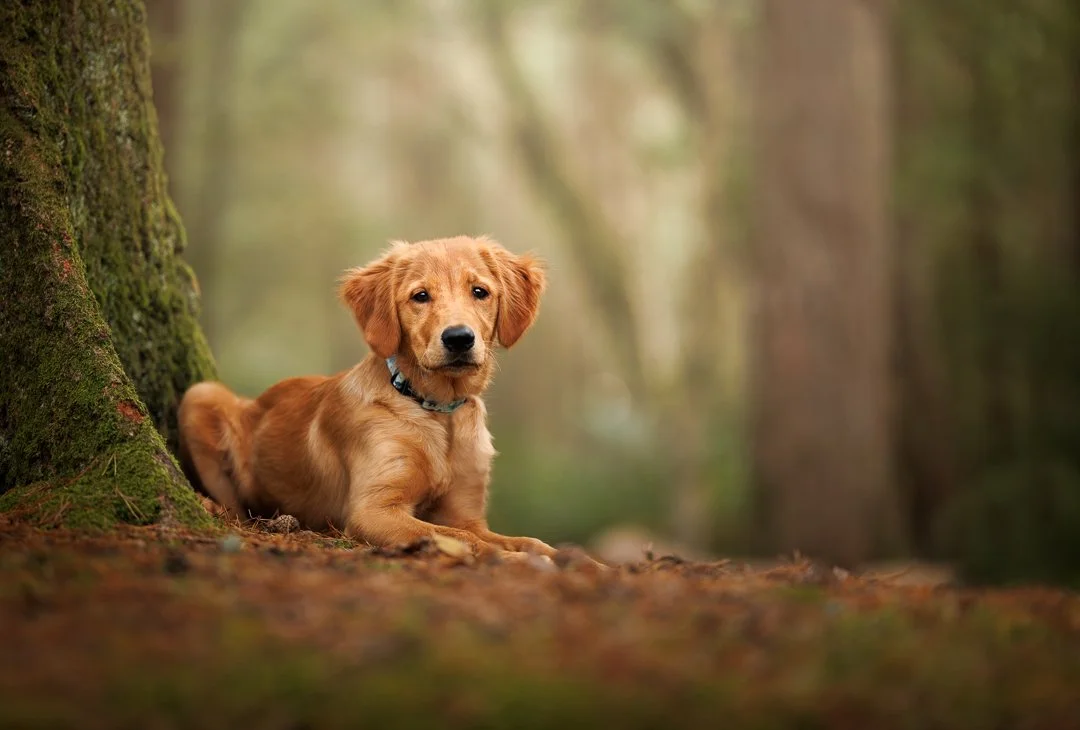 Golden retriever Puppy in Bordon Hampshire