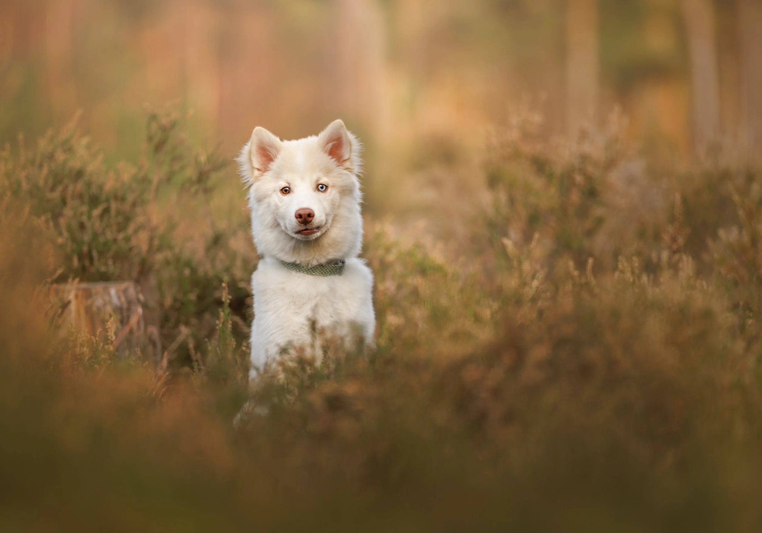 Pomsky Puppy in Chichester West Sussex