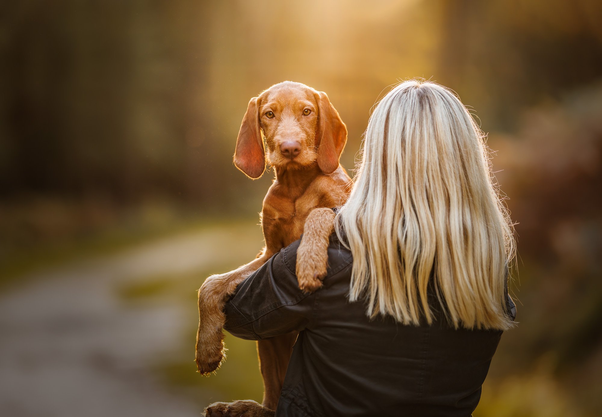 Hungarian Vizsla Puppy in Waterlooville Hampshire