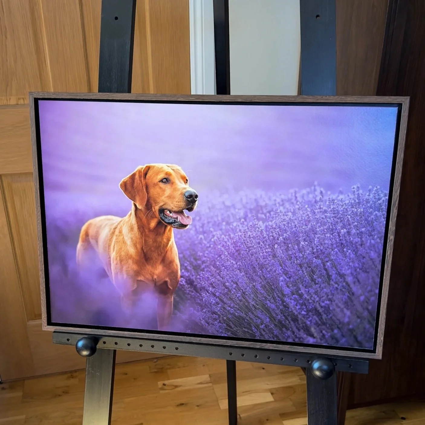 A digital display showing a close-up photo of a brown dog in a purple lavender field,  in West Sussex.