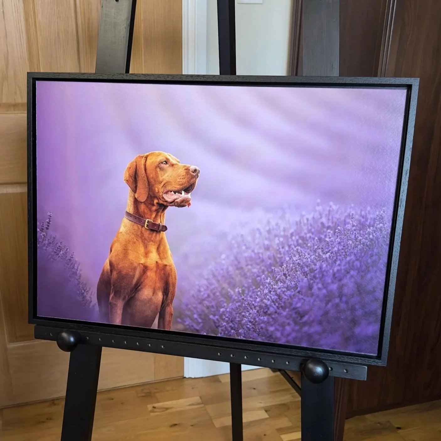 A flat-screen monitor on a black easel stand displays a photo of a brown dog with a purple background of lavender flowers, in West Sussex.