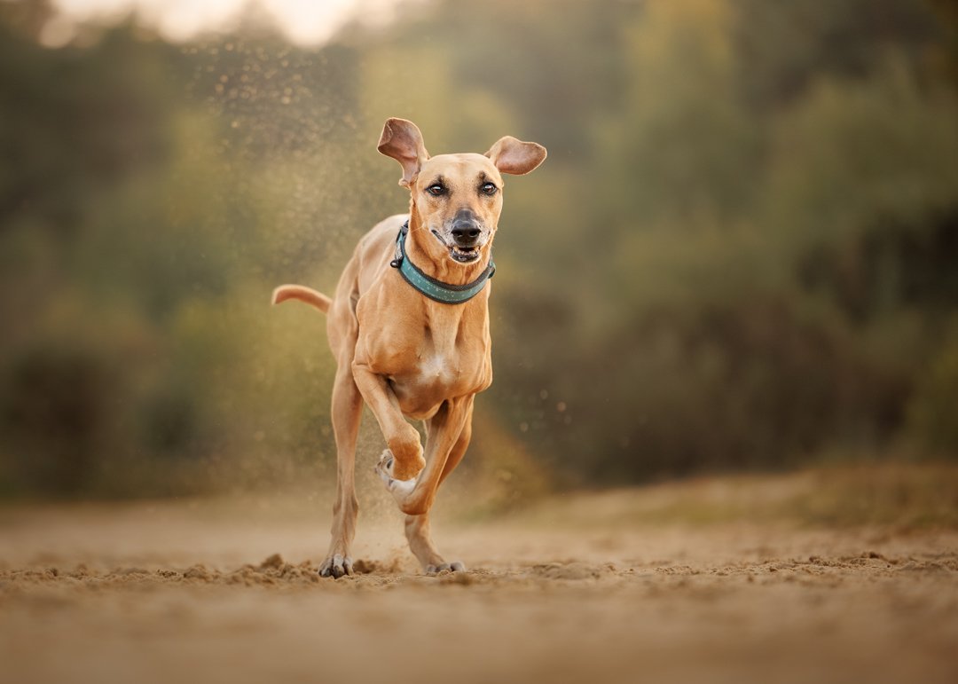 Sloughi Ridgeback Dog Photography Running Hampshire