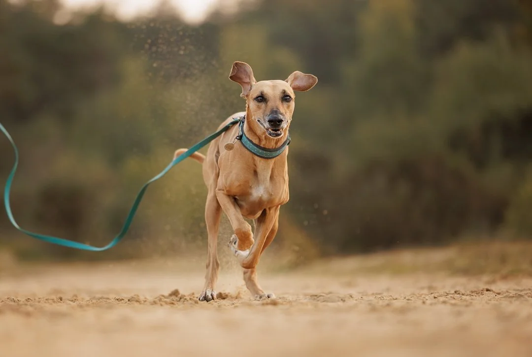 Sloughi Ridgeback Dog Photography Hampshire