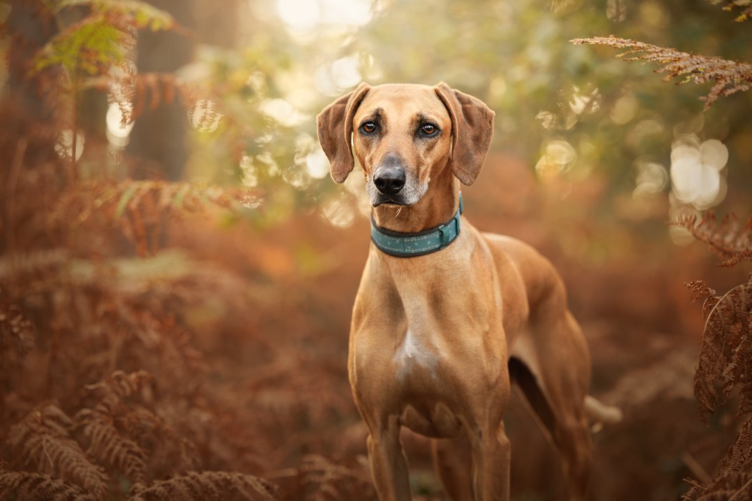 Sloughi and Ridgeback cross dog photography in Hampshire