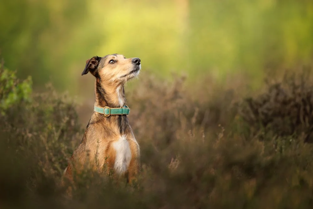 Lurcher Dog Photograhy West Sussex