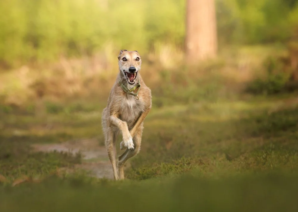 Lurcher Photography in West Sussex