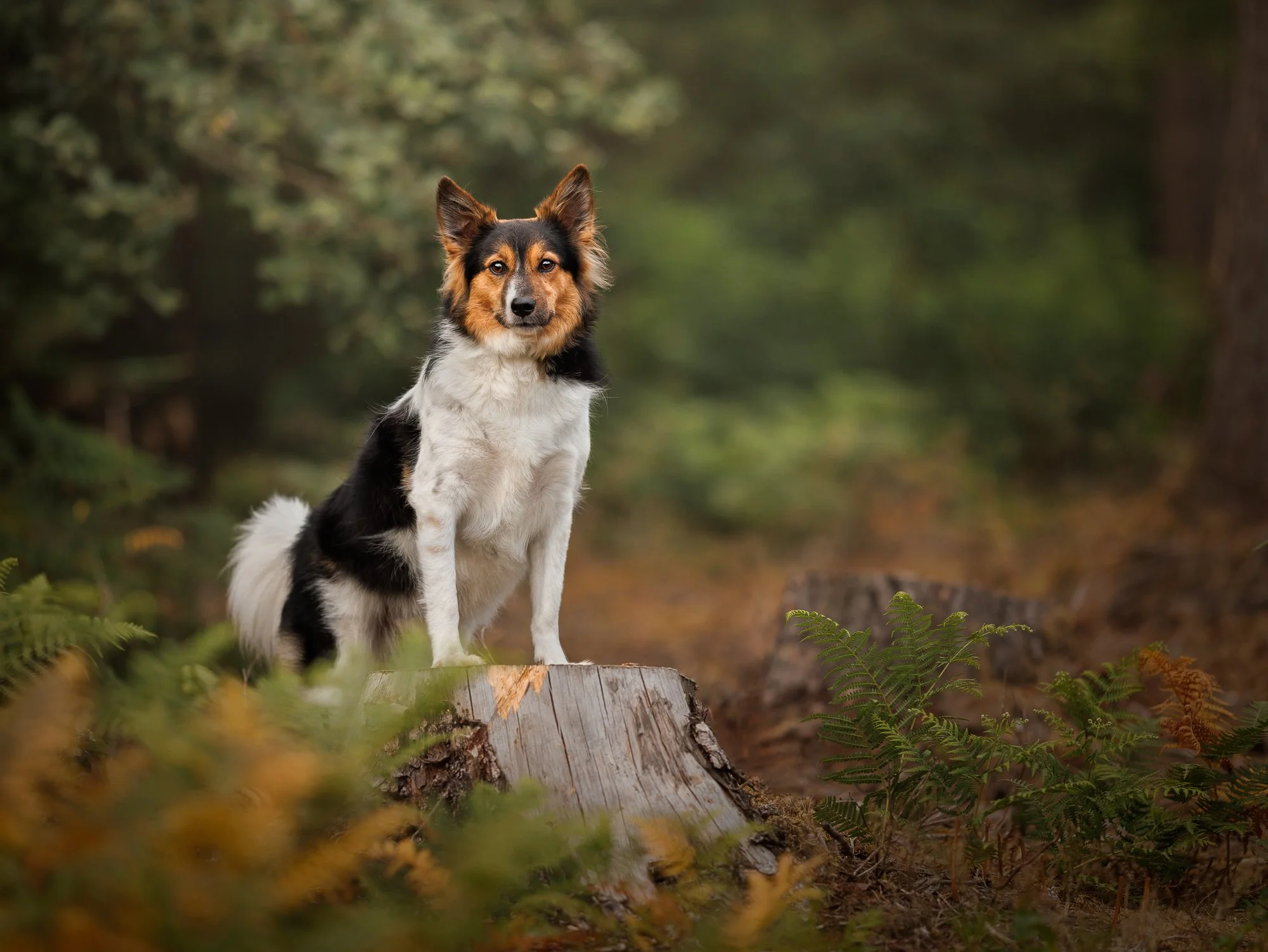 Beautiful border collie cross photographed in Waterlooville, Hampshire, enjoying a relaxed outdoor session with Clara Allansson Photography.