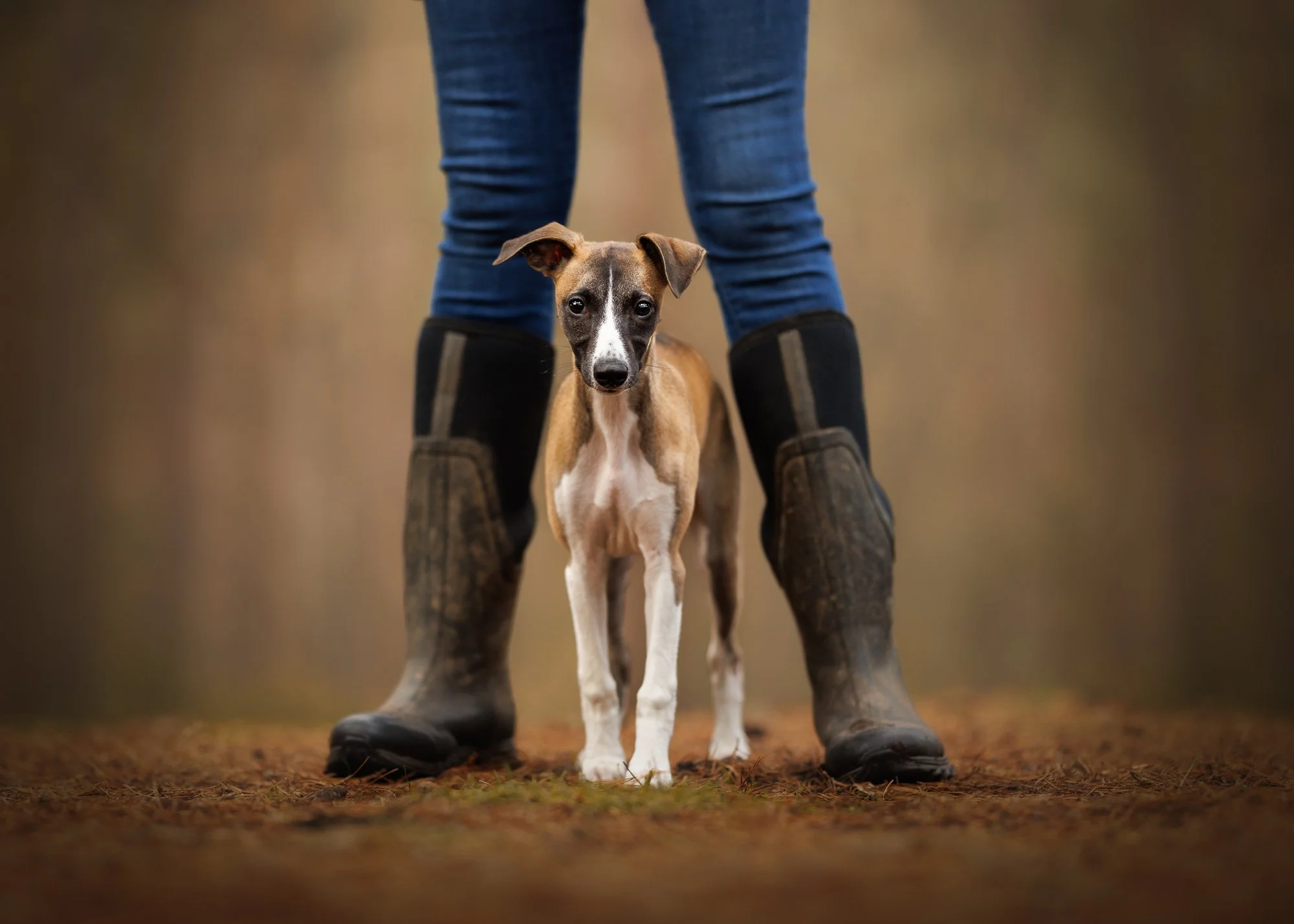A whippet puppy during his photography session near Chichester in West Sussex