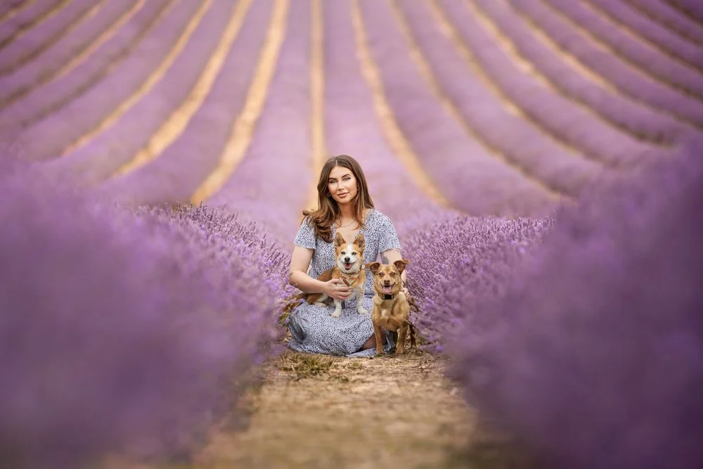 Owner and two dogs in Lavender field in Chichester, West Sussex