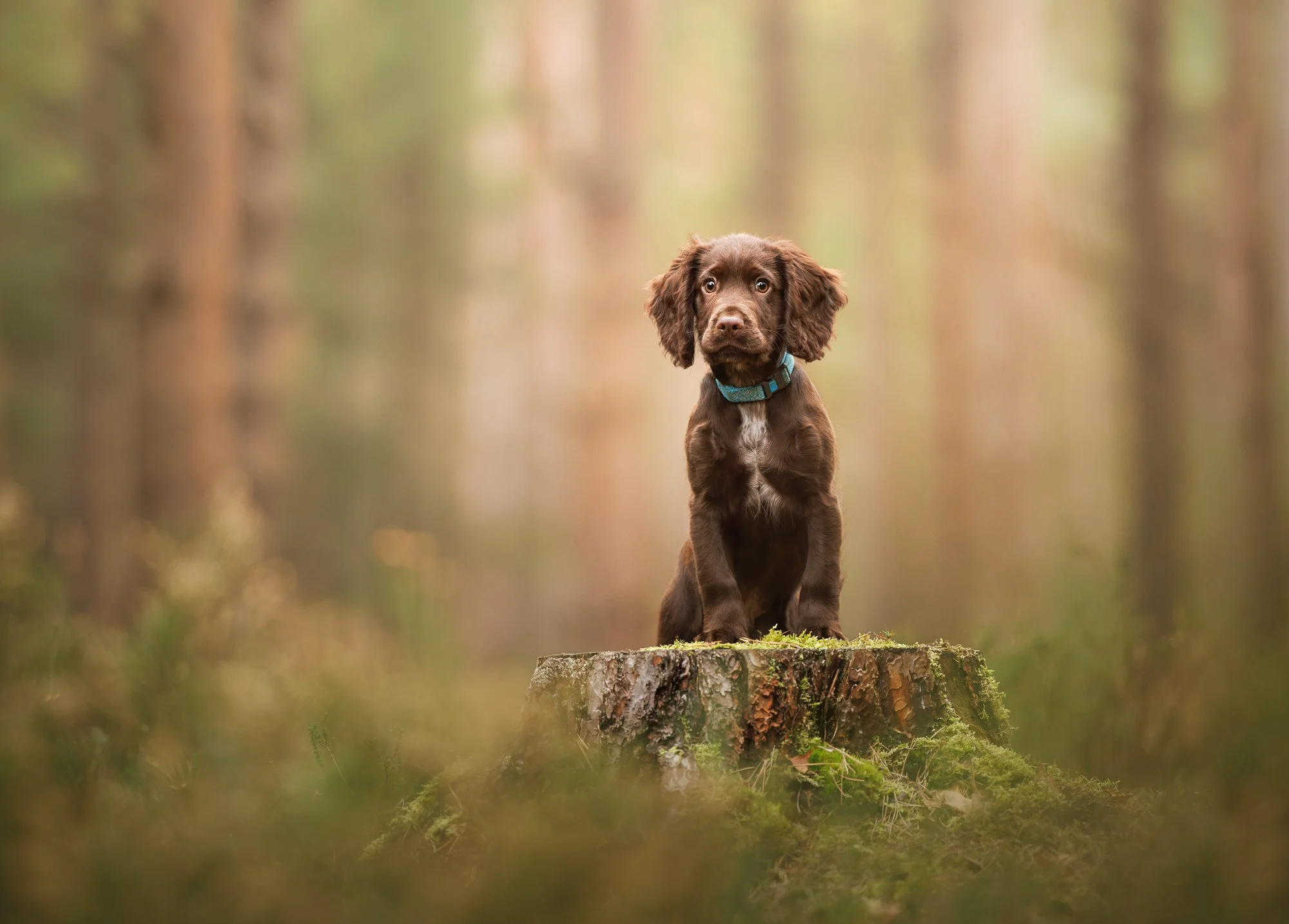Cocker spaniel puppy during his photography session near Chichester in West Sussex