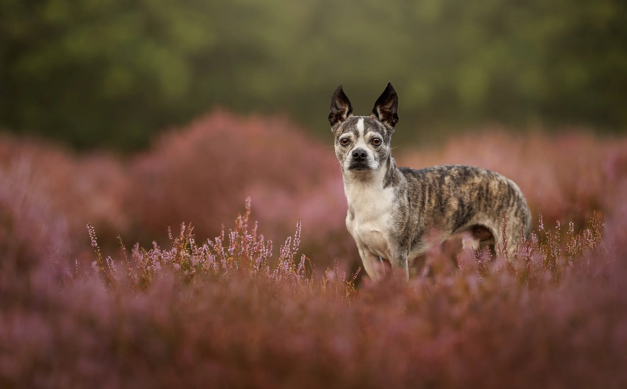 Outdoor portrait of a boston terrier in Haslemere, Surrey , highlighting their character and energy, by Clara Allansson Photography.