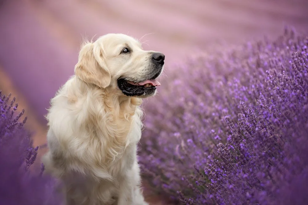 Golden Retriever in Lavender field in Chichester, West Sussex