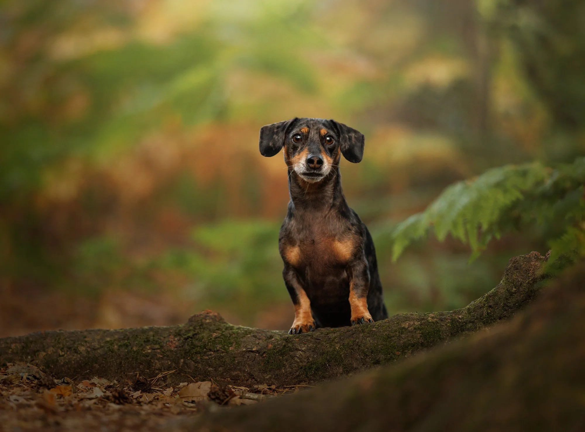 Beautiful miniature dachshund photographed in Winchester, Hampshire, enjoying a relaxed outdoor session with Clara Allansson Photography.
