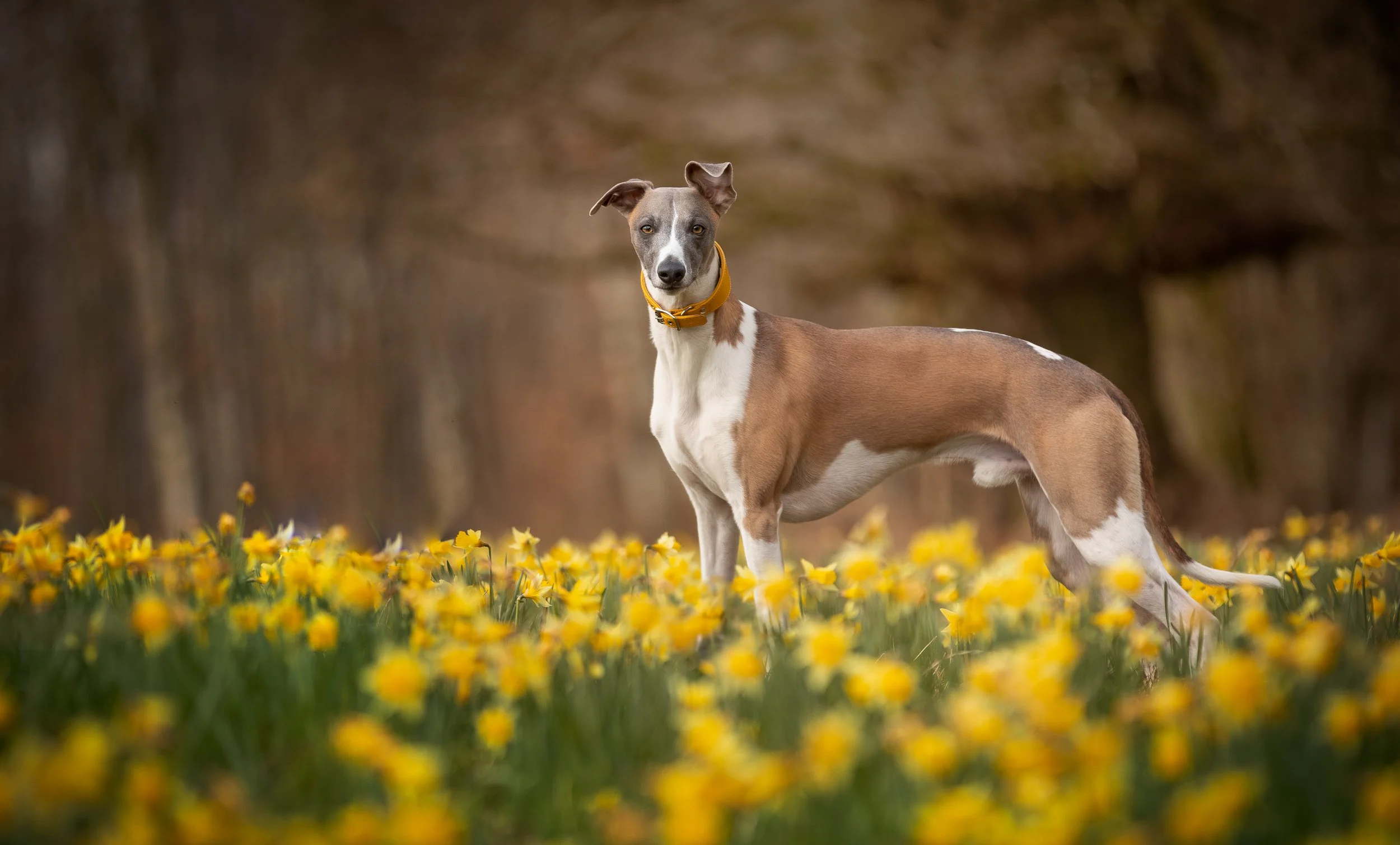 Beautiful whippet photographed in Chichester, West Sussex, enjoying a relaxed outdoor session with Clara Allansson Photography.