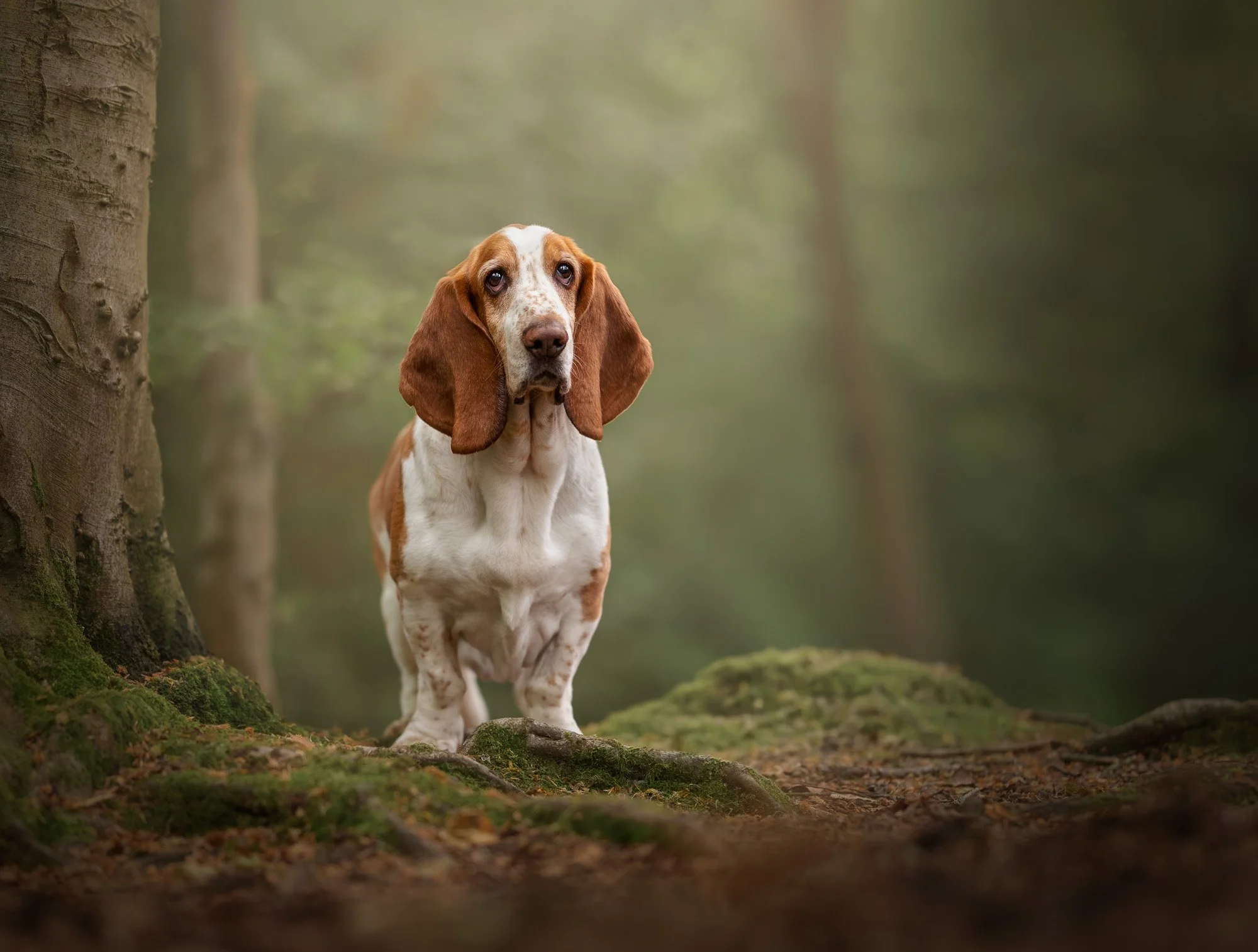 Basset hound enjoying a natural outdoor portrait session in Denmead, Hampshire, by Clara Allansson Photography, capturing their personality and character.