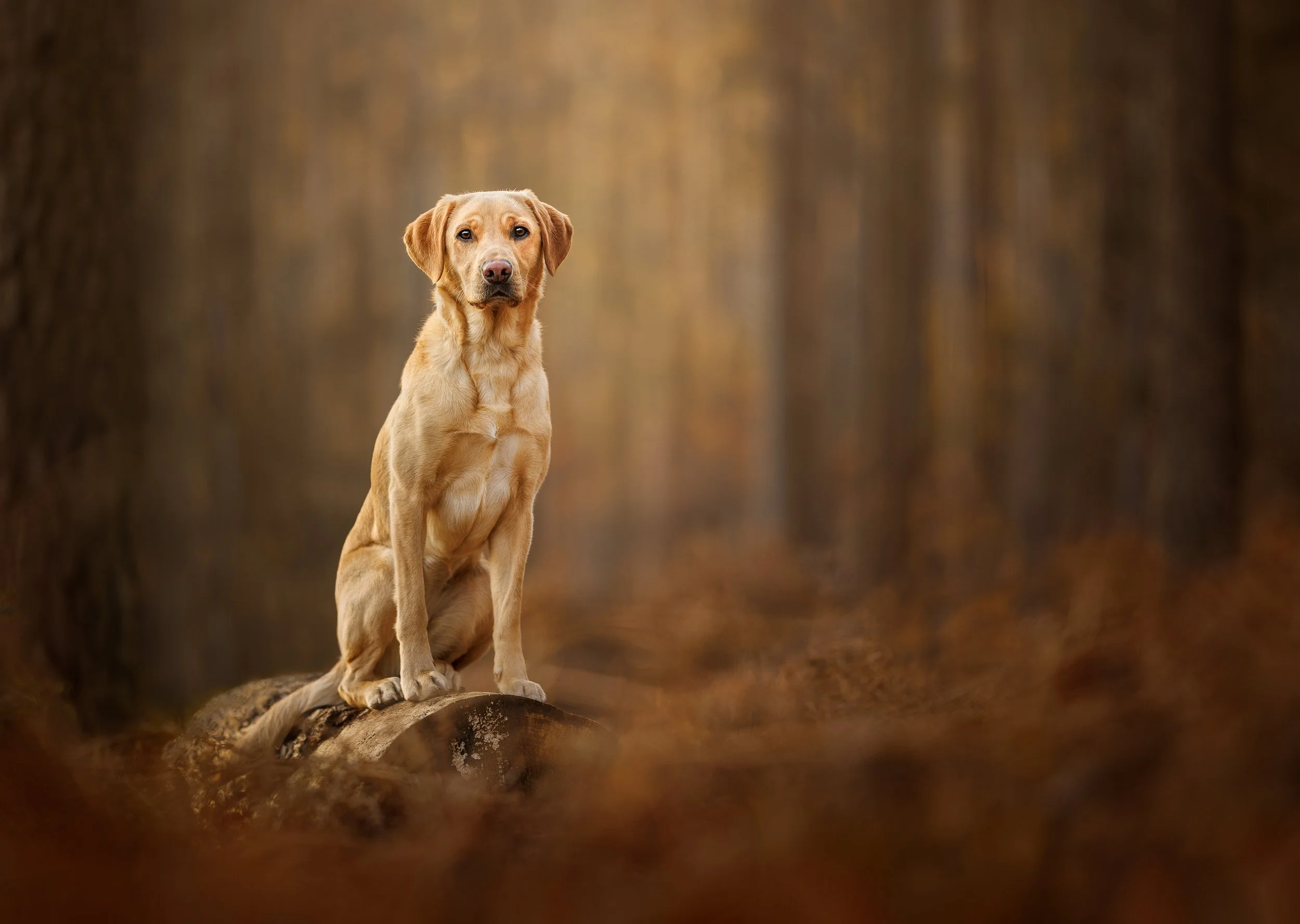 Beautiful labrador photographed in Petersfield, Hampshire, enjoying a relaxed outdoor session with Clara Allansson Photography.